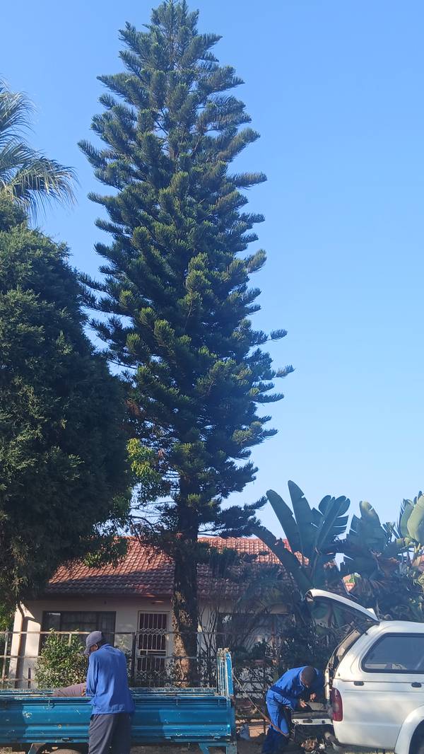 Tall pine next to a house, with the crew's trailer parked in front