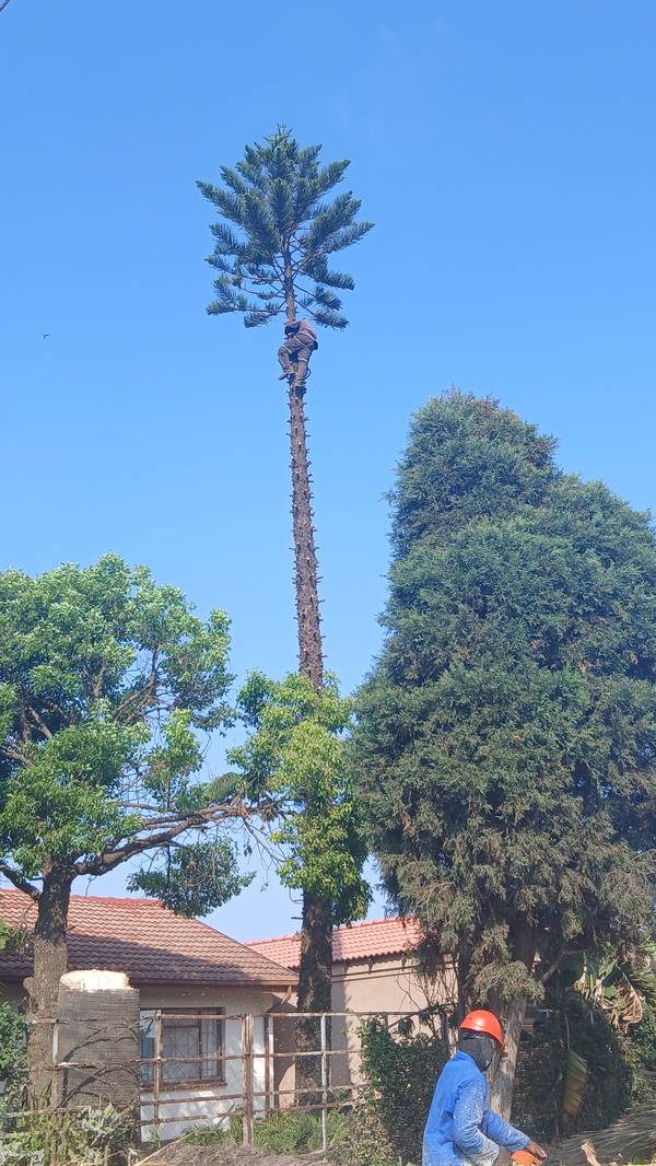 Pine stripped to a tall trunk with only the top left, climber at the top and a crew member in an orange hard hat below