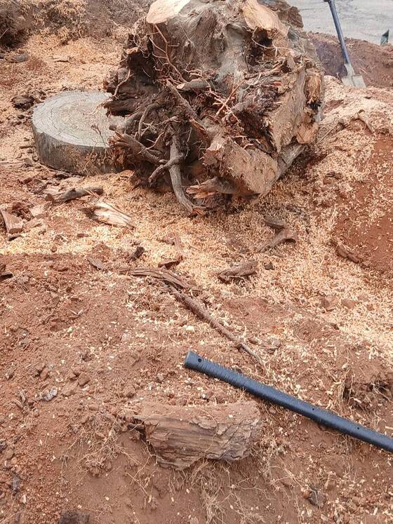 The stump lifted out of the ground with its root ball, lying on the dug-up soil